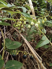 Gaultheria leucocarpa