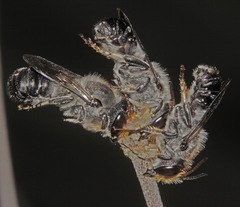 Megachile lucidiventris