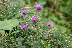 Cirsium oligophyllum