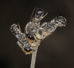 Megachile lucidiventris
