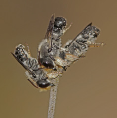 Megachile lucidiventris
