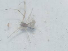 Argyrodes argentatus