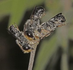 Megachile lucidiventris