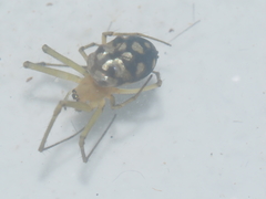 Leucauge argentina