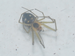 Leucauge argentina