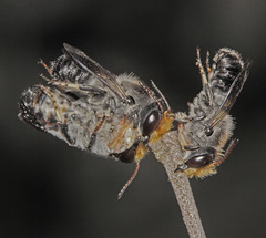 Megachile lucidiventris