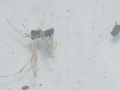 Argyrodes argentatus