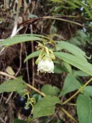 Gaultheria leucocarpa