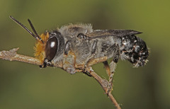 Megachile lucidiventris