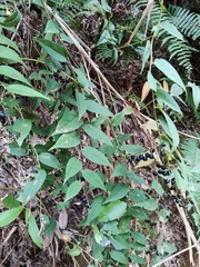 Gaultheria leucocarpa