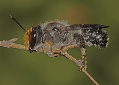 Megachile lucidiventris