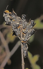 Megachile lucidiventris