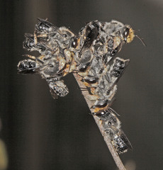 Megachile lucidiventris