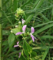 Dicliptera brachiata