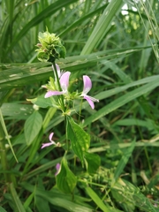 Dicliptera brachiata