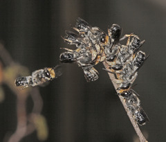 Megachile lucidiventris