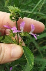 Dicliptera brachiata