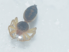 Cosmophasis thalassina