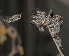 Megachile lucidiventris