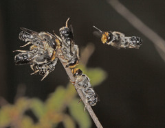Megachile lucidiventris