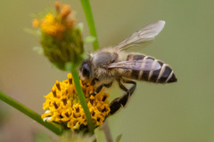 Apis cerana japonica