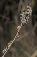 Megachile lucidiventris