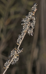 Megachile lucidiventris