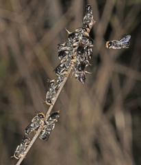 Megachile lucidiventris