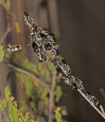 Megachile lucidiventris