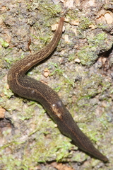 Australopacifica jacksoniana