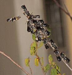 Megachile lucidiventris