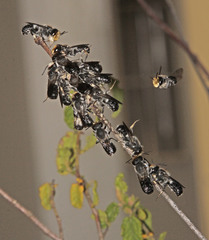 Megachile lucidiventris