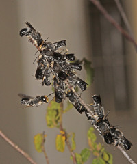 Megachile lucidiventris