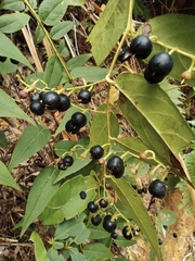 Gaultheria leucocarpa