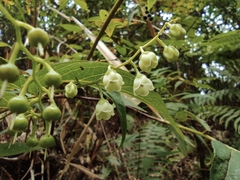 Gaultheria leucocarpa
