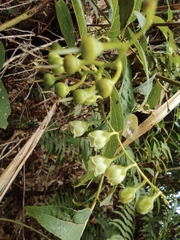 Gaultheria leucocarpa