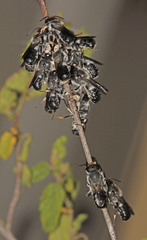 Megachile lucidiventris