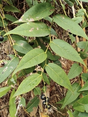 Gaultheria leucocarpa