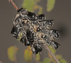 Megachile lucidiventris