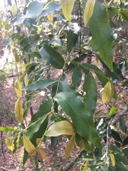 Dissiliaria