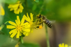 Apis cerana japonica