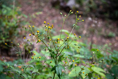 Bidens pilosa pilosa
