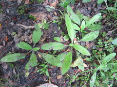 Plantago raoulii