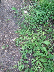 Plantago raoulii