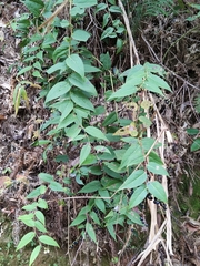 Gaultheria leucocarpa
