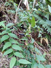 Gaultheria leucocarpa