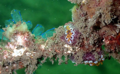 Botrylloides leachii