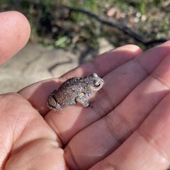 Pseudophryne bibronii