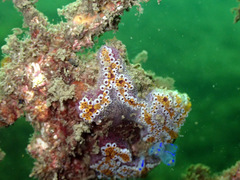 Botrylloides leachii