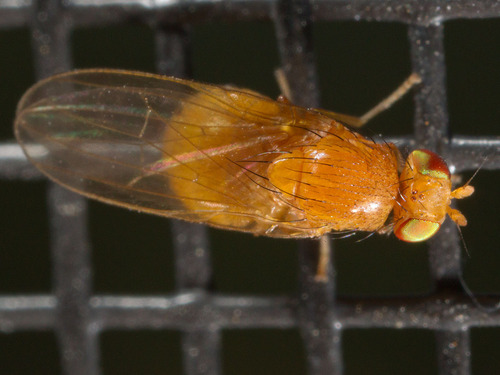 Lauxaniidae